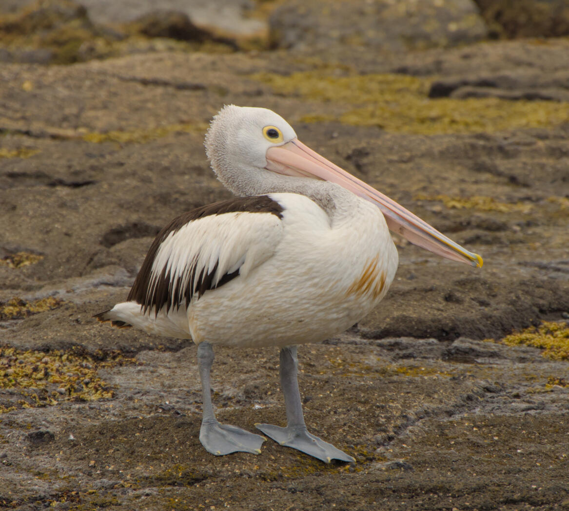 South Coast NSW 2026